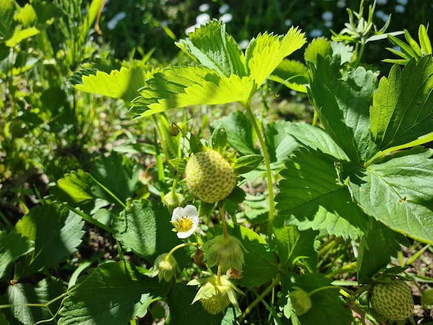 Green strawberries on a flowering bush Strawberry bush with green berries and large flowers