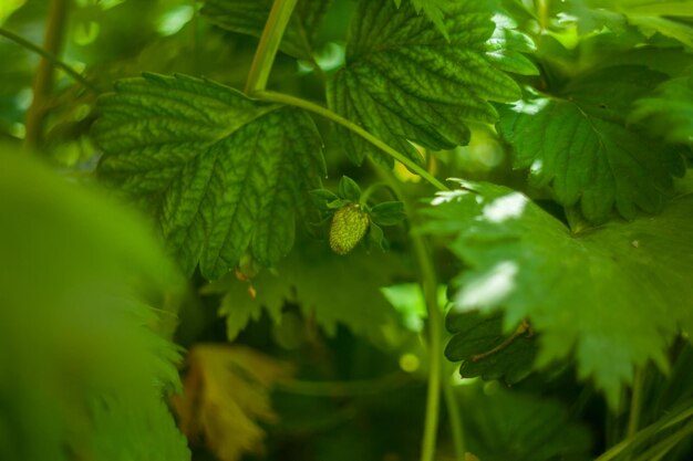 Green strawberries growing on a plant close up Wild strawberry leaves Strawberry bush Green foliage texture plants background