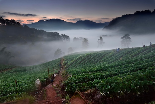 Green strawberry field with foggy forest background in a morning