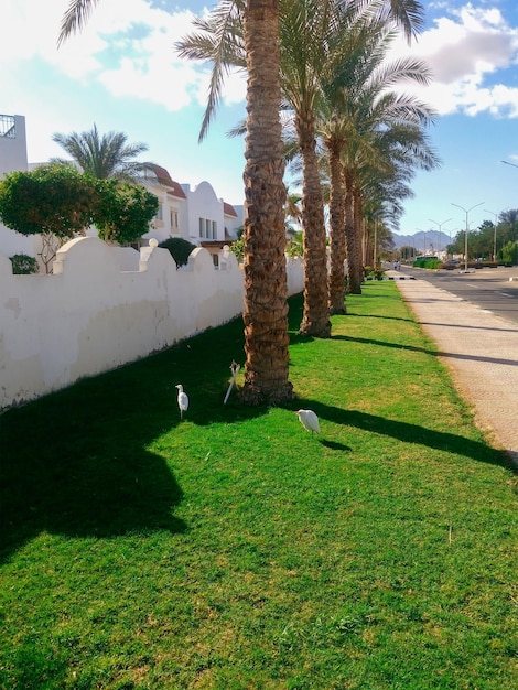 エジプトのリビエラの紅海沿岸のシナイ半島の南端にある晴天時のヤシの木と鳥のいる緑豊かな通りシャルムエルシェイク