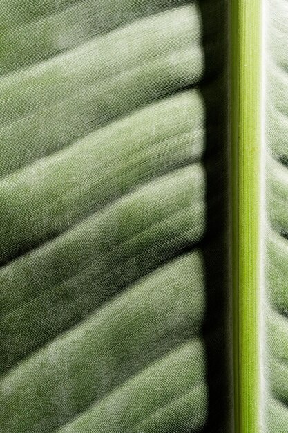 Photo green strelitzia leaf texture with lines natural background macro closeup image