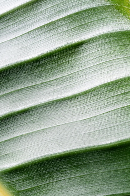 Green Strelitzia leaf texture with lines natural background macro closeup image