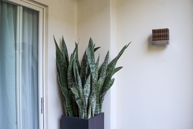 Green striped plant leaves or Sansevieria Trifasciata as decorative interior plant at home terrace