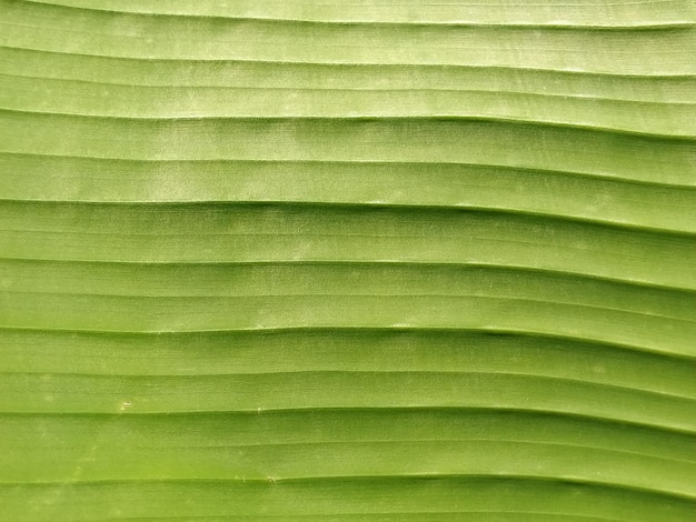 Green striped vegetative blurred abstract background Closeup of a green veined leaf Soft focus effect Banana tree or hosta plant leaf texture
