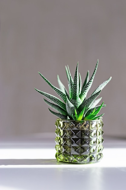 Green Succulent in glass pot with dark shadows