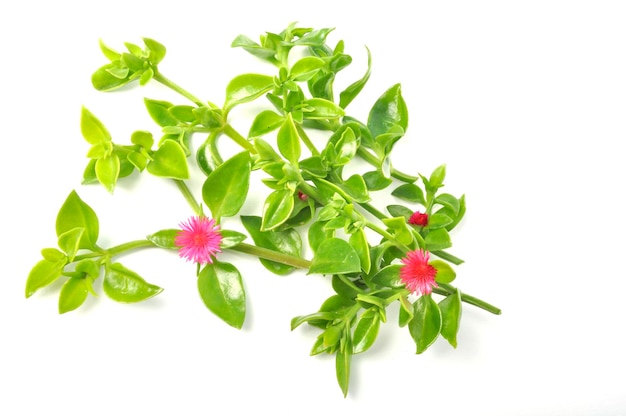 Green succulent leaves and small pink flowers of iceplant