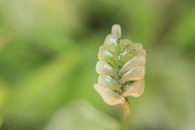 緑の多肉植物サボテンと多肉植物サボテン多肉植物の多肉植物