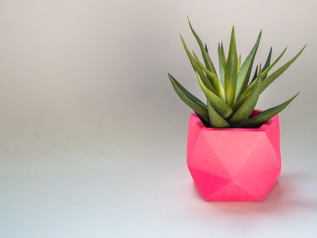 Green succulent plant in pink geometric concrete planter Colorful painted concrete pots for home decoration