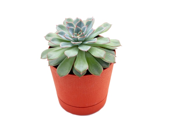 Green succulent plant in a pot isolated on white