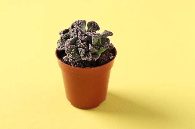 Green succulent plant Titanopsis on yellow surface