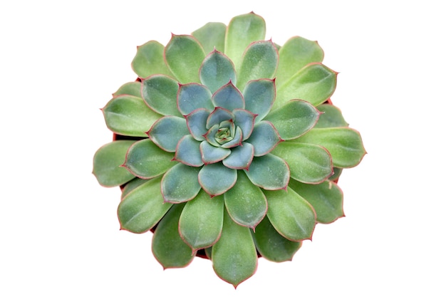 Green succulent plant top view.