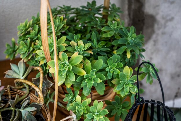 Green succulent plant with many branches in a wicker basket