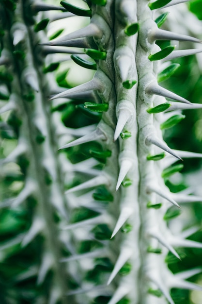 Green succulent plant with thorns