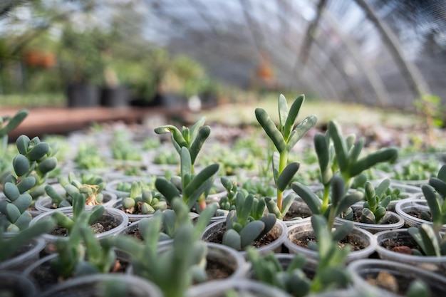 Piante succulente verdi coltivate per la vendita in un ampio giardino vivaio sotto il tetto di pellicola protettiva