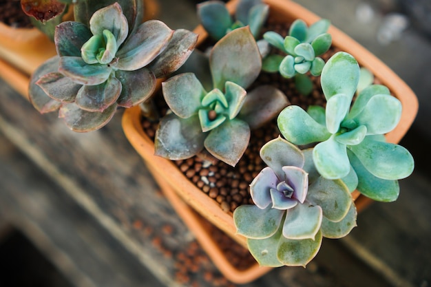 Photo green succulent plants in a pot made