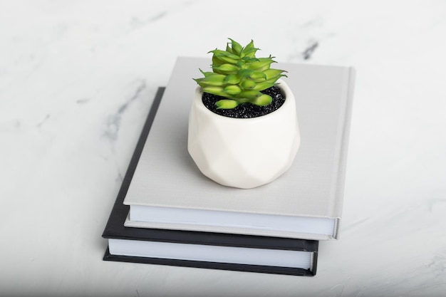 Green succulent on a stack of books on a white marble background. Working space
