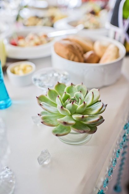 Green succulent on the table in the restaurant