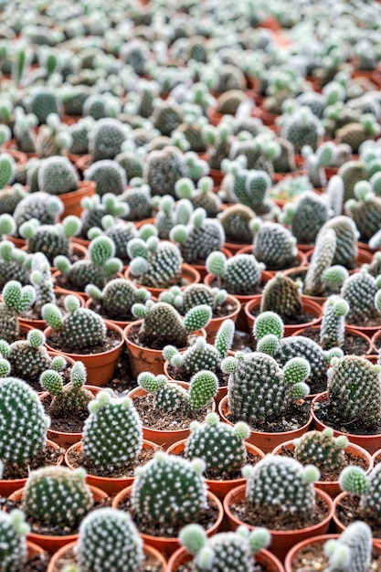 Green Succulents, cacti, cactuses in pots , vertical composition, selective focus