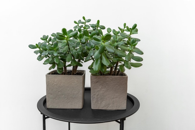 Green succulents in a grey concrete pots standing on the black table