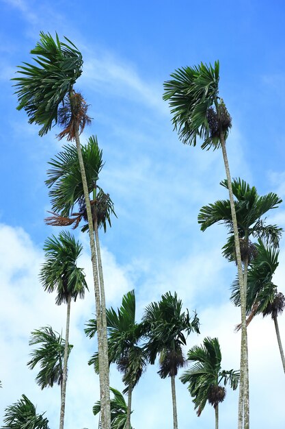 Green Sugar Trees Blowing in the Wind under Blue Sky of Thailand