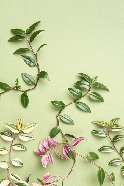 Photo green summer background with natural creeper branches copy space