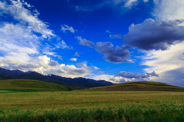 Colline fiorite di estate verde sullo sfondo delle montagne e del cielo