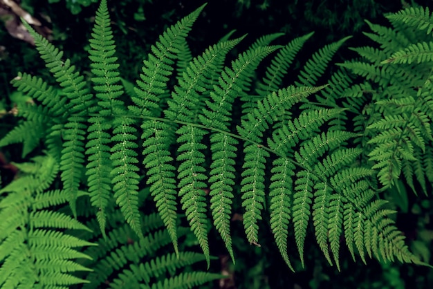 Foglia di felce estiva verde nella foresta sfondo scuro vintage hipster