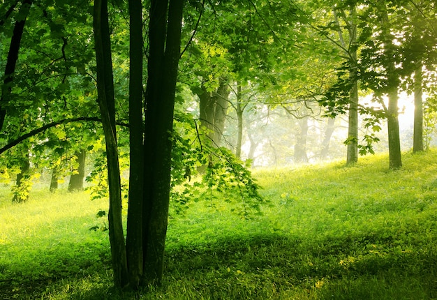 緑の夏の森の自然の背景