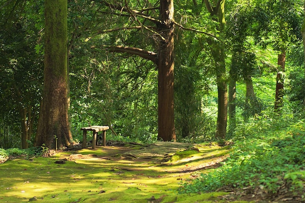 ベンチと小道の日当たりの良い風景の背景を持つ緑の夏の森