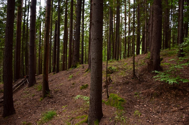 Verde foresta estiva senza persone, animali e uccelli.