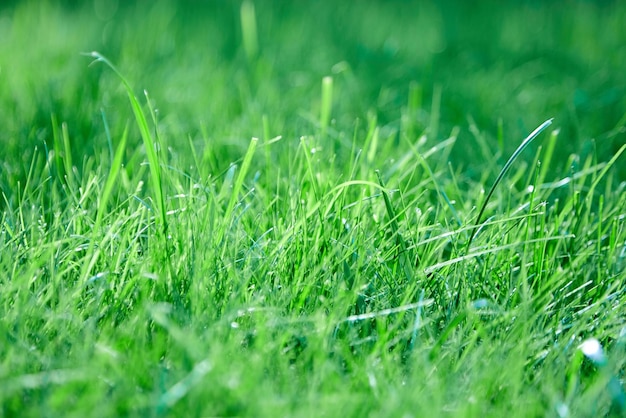 Green summer grass background