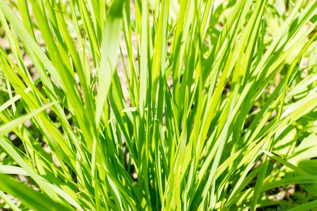 緑の夏の草