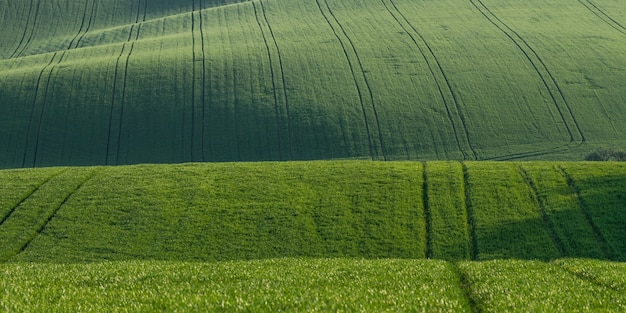 Green summer landscape with fields on hills