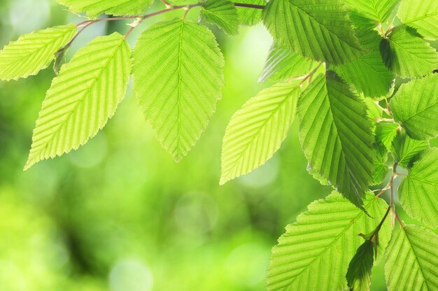 Photo green summer leaf