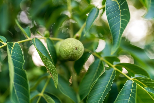 Green summer nuts farming Organic fresh plant close up