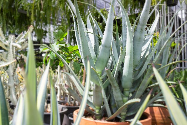 Green summer plant in outdoors market, stock photo