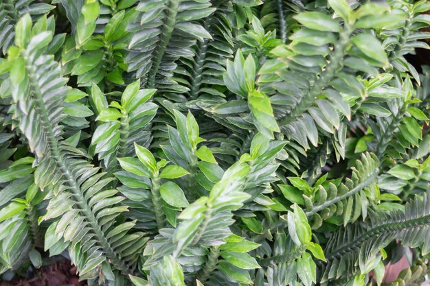 アウトドアマーケットの緑の夏の植物、ストックフォト