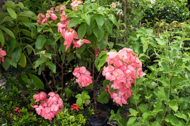 屋外市場の緑の夏の植物