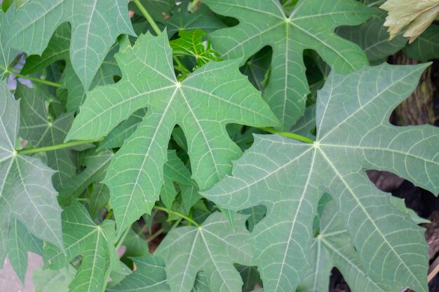 屋外市場の緑の夏の植物