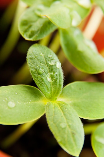 Green sunflower growing sprouts