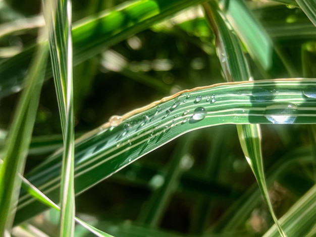 写真 緑のヒマワリの成長する芽