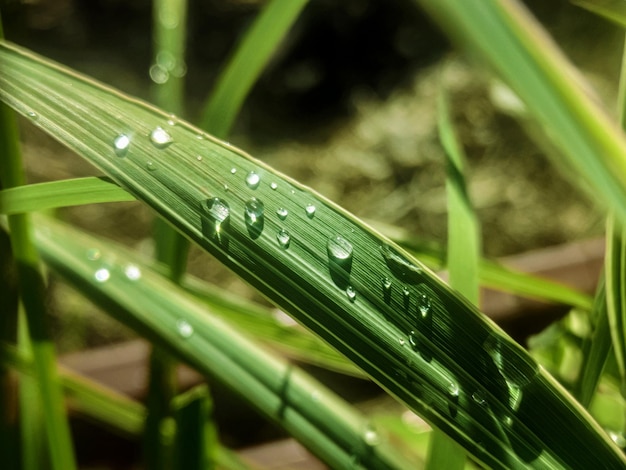 写真 緑のヒマワリの成長する芽