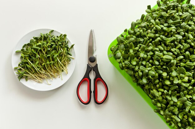 Green sunflower sprouts grown at home on a white background.\
the concept of healthy food, eco produc