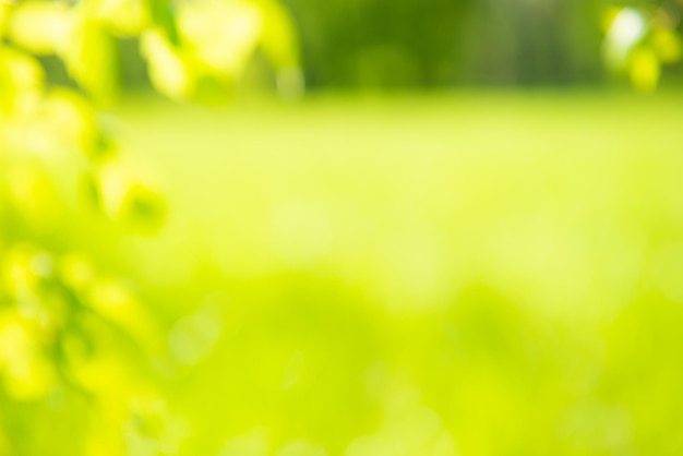 Green sunny blur nature background