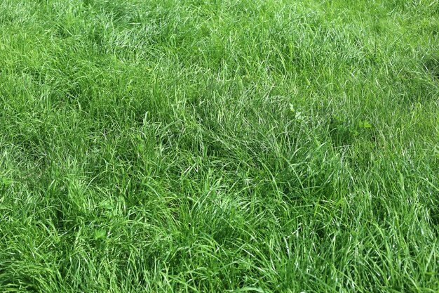 緑の日当たりの良い草の自然の背景