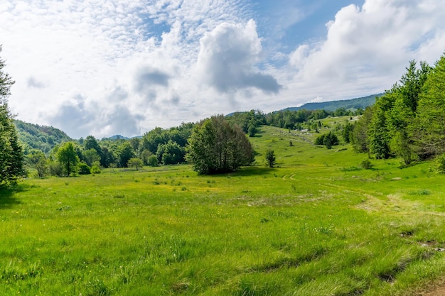 Il prato verde e soleggiato è un buon posto per la meditazione