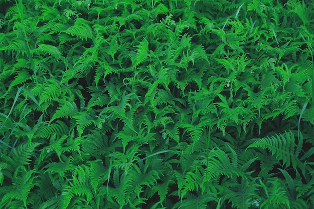 Green surface of fern, folded beautiful pattern.