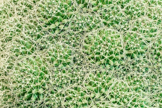 A green surface of a succulent field