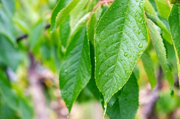 Green sweet cherry leaves with raindrops in the garden on a tree