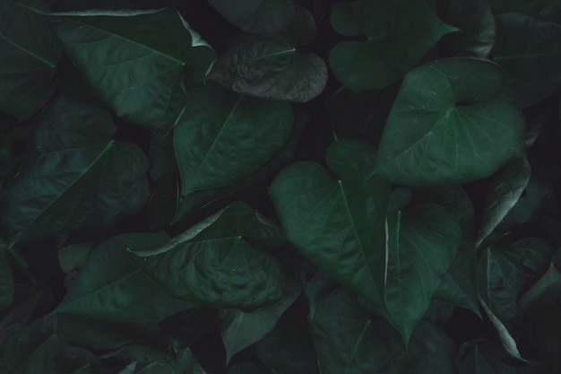 Green sweet potato leaves 